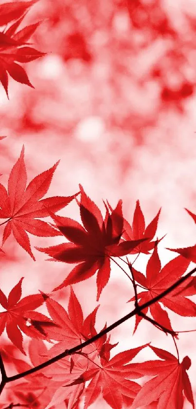 Light Leaf Tree Live Wallpaper