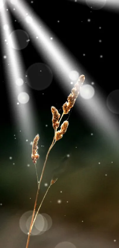 Wheat stalks illuminated by light rays with a dark background.