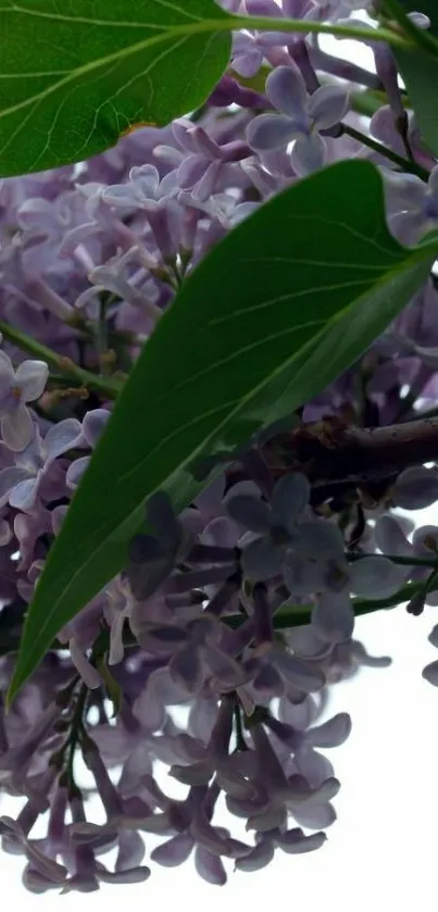 Lilac flowers and green leaves wallpaper.