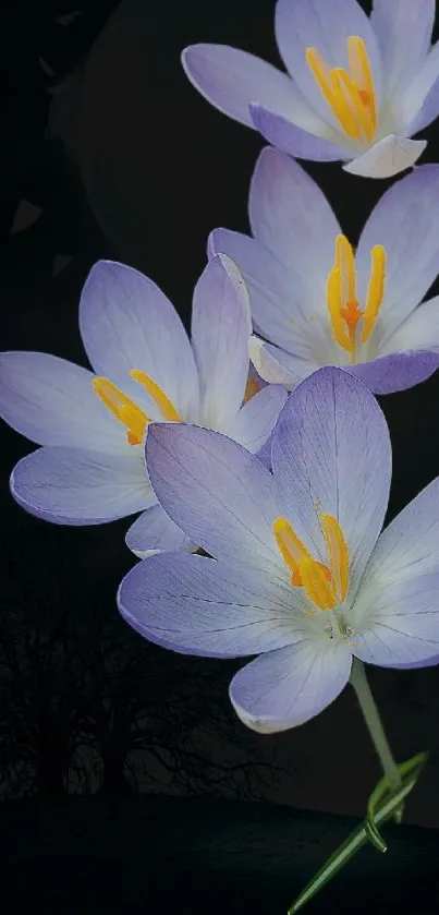 Lilac flowers on a dark, mysterious background.