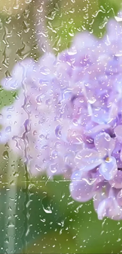 Lilac flowers with raindrops on glass in serene wallpaper background.