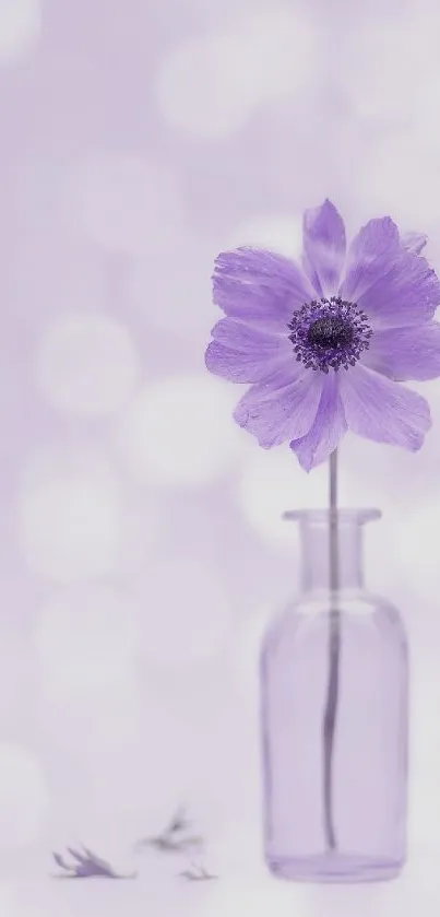 Lilac flower in a glass vase against a soft bokeh background.