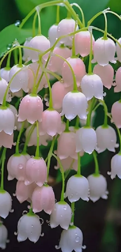 Lily of the Valley with dewdrops, contrasted by vibrant green leaves.