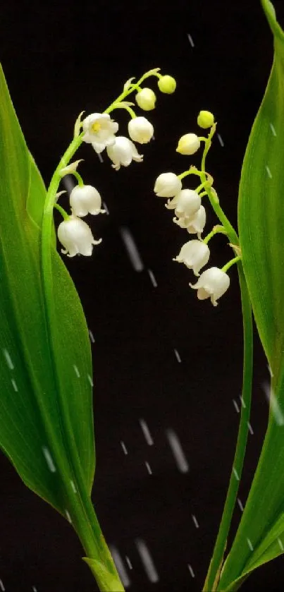 Lily of the Valley with green leaves on a dark background, ideal for mobile wallpaper.