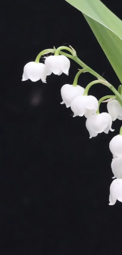 Lily of the valley flowers on black background.