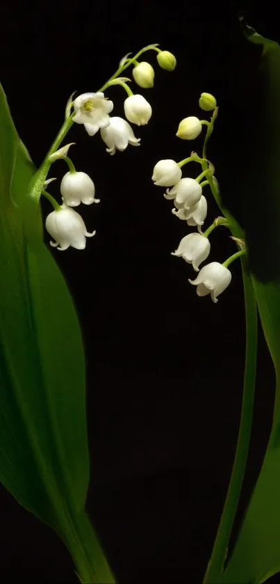 Lily of the Valley flowers with lush green leaves on a dark background.