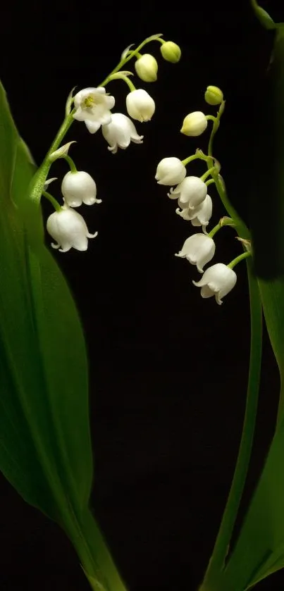 Lily of the Valley with green leaves on black background.