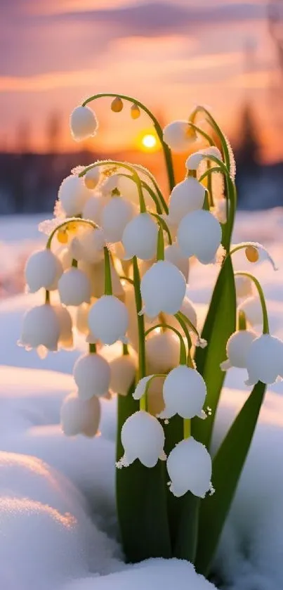 Lily of the Valley flowers in snow at sunset.