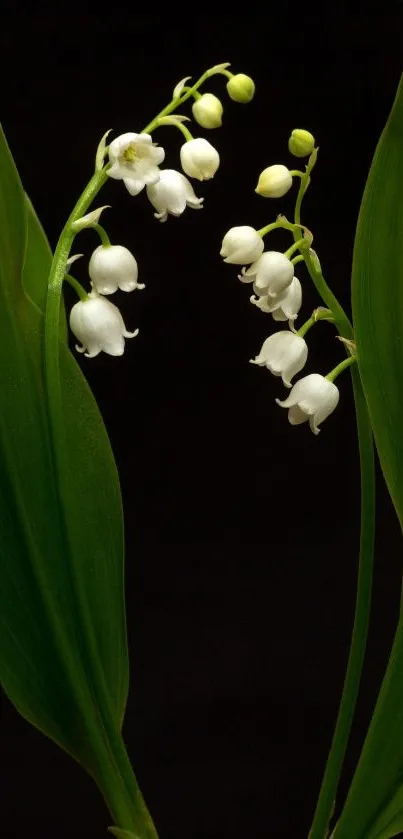 Lily of the Valley against a dark background.