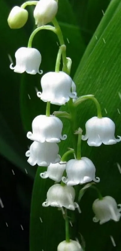 Lily of the Valley flowers with greenery.