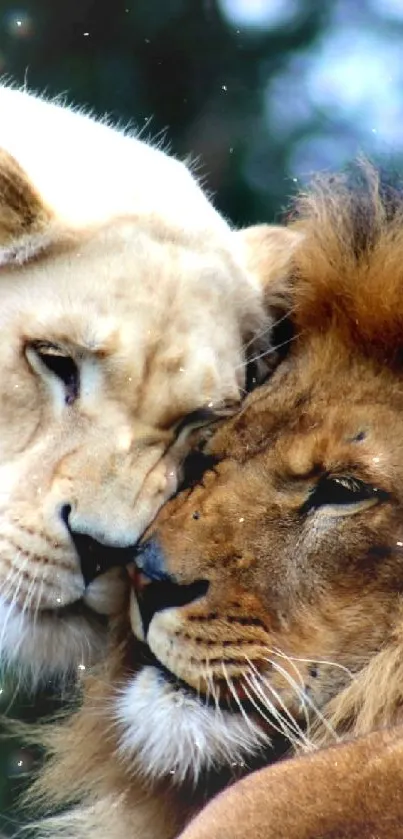 Lion and lioness showing affection in a natural setting wallpaper.