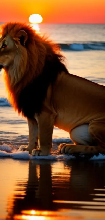 Lion sitting on a beach at sunset with ocean waves.