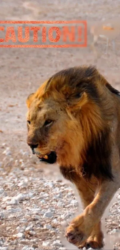 Majestic lion in a desert with caution sign.