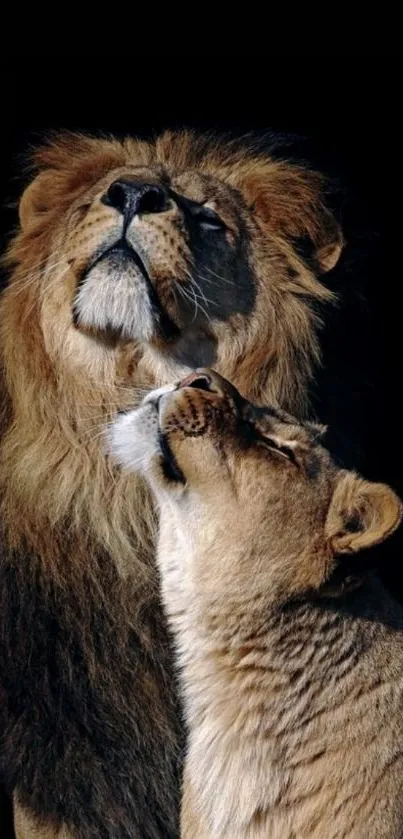 Lion couple nuzzling on a dark background.