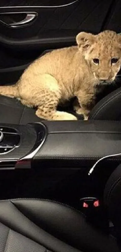 Lion cub sitting in a car's luxurious interior, showcasing elegance and cuteness.