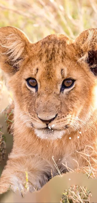 Adorable lion cub resting in grassy wild landscape.