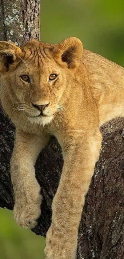 Lion cub resting in a tree with vibrant green background.