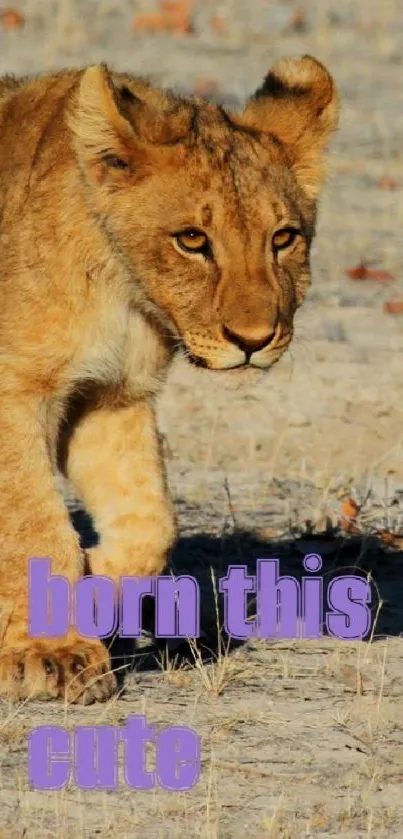 Lion cub with inspirational text mobile wallpaper.