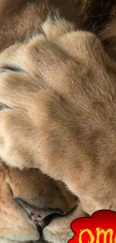 Humorous lion with paw over face, funny wallpaper.