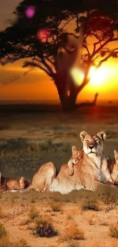 A serene lion family resting during a vibrant African sunset.