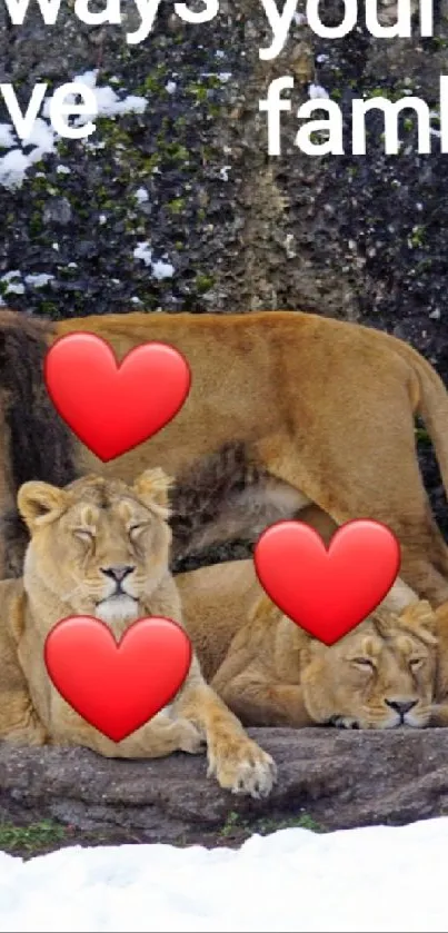 Lion family resting in snowy winter landscape with heart symbols and text.
