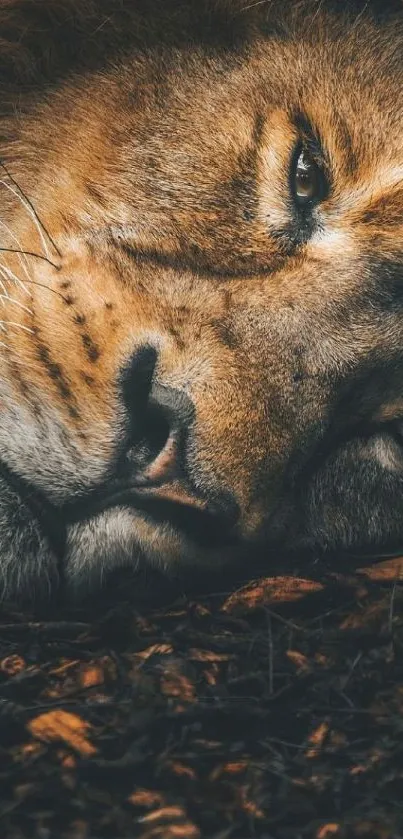 Serene lion resting on leaves, close-up view.