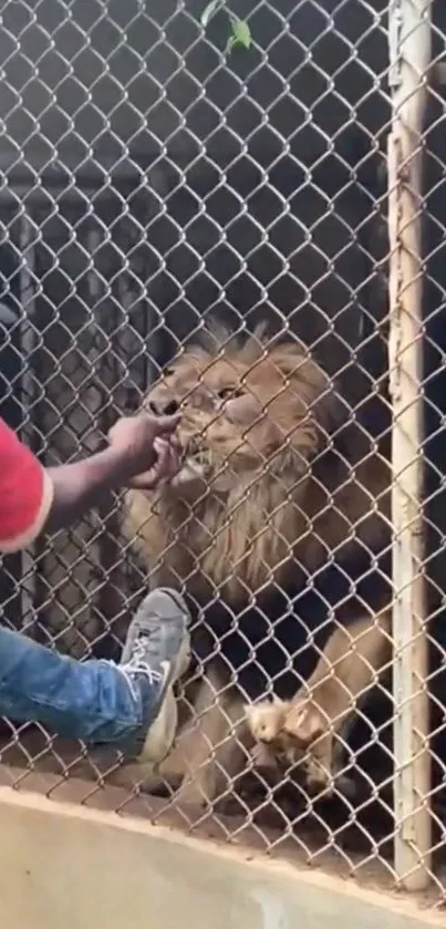 Lion interacting with a person through a fence in a zoo enclosure.