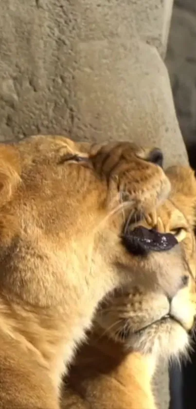 Close-up of two lions snuggling in a warm-toned setting.