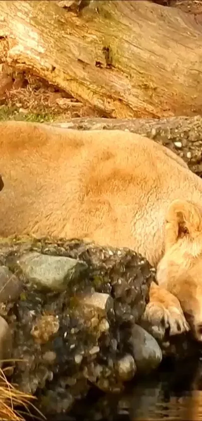 Lion resting by the water in a natural habitat.