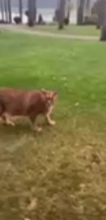 Lion walking through a lush green park.