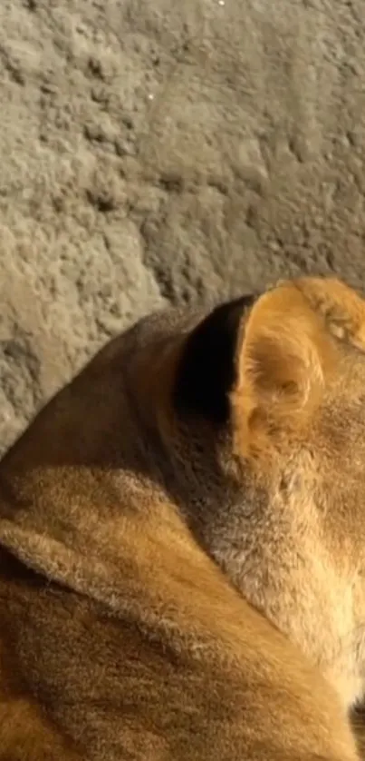 Lioness resting against a stone background, calm and serene.