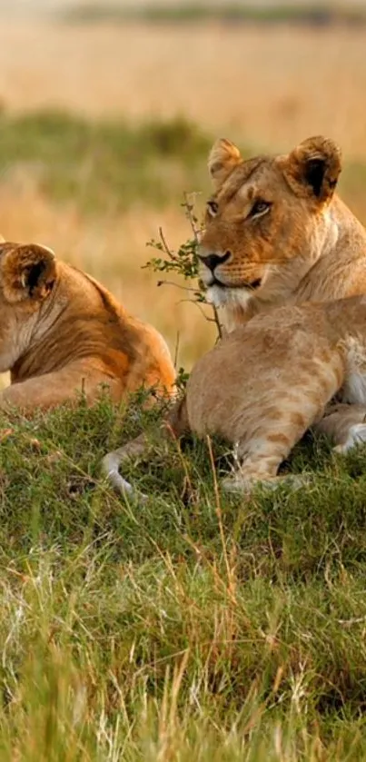 Lionesses relaxing in the African savanna, capturing natural elegance.