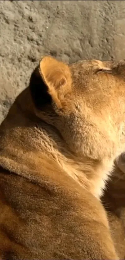 Lioness basking in the sunlight against a textured background.