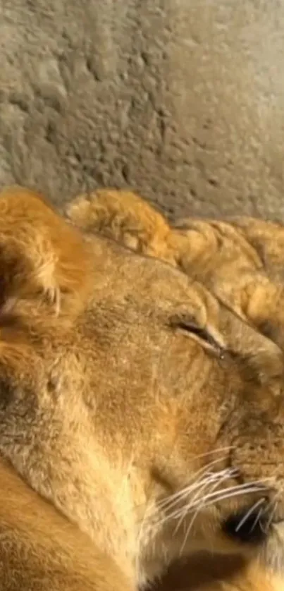 Serene lioness sleeping in warm sunlight with earthy tones.