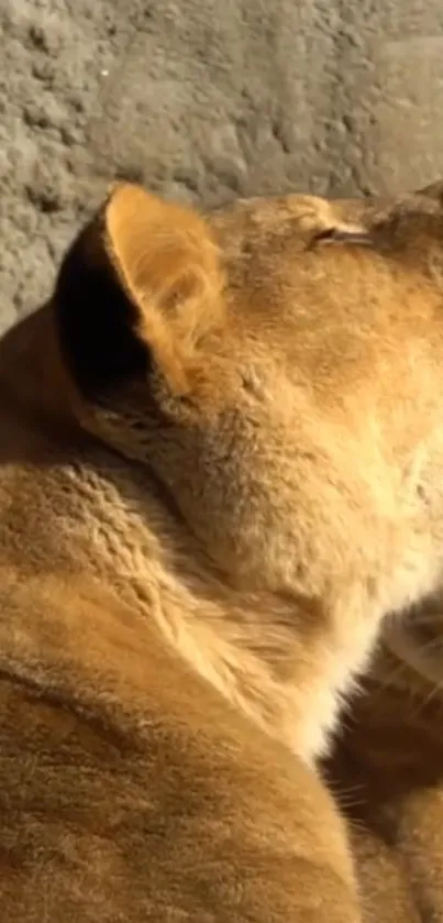 Lioness basking in the sun with golden fur.