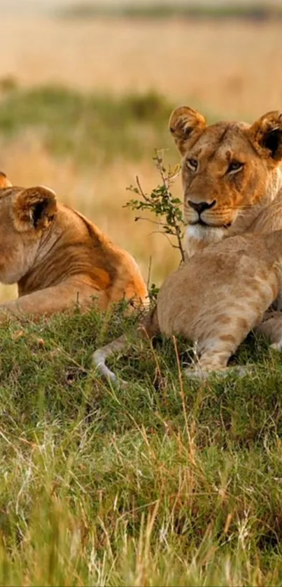 Two lionesses resting in a lush grassy savannah.