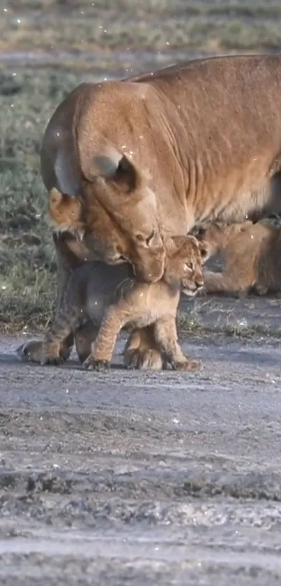 Lioness lovingly carries her playful cub on the savannah.