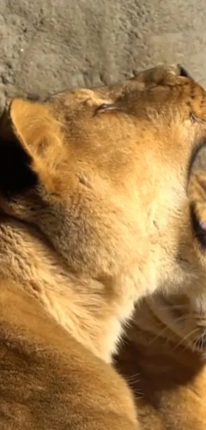 Lioness yawning in warm sunlight, golden fur gleaming.