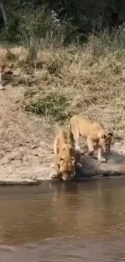 Lions by a tranquil riverside, capturing nature's essence.