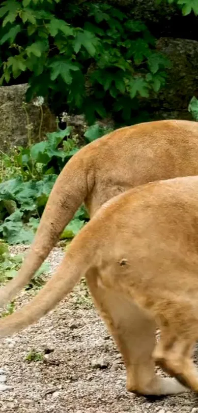 Two lions walking in lush green habitat.