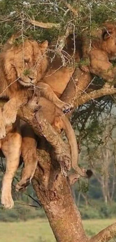 Lions lounging in a tree on a sunny savannah day.