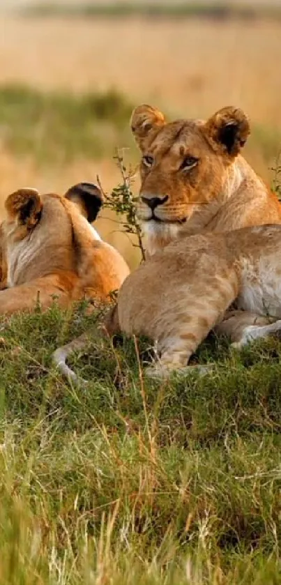 Lions resting peacefully in golden brown savannah landscape.