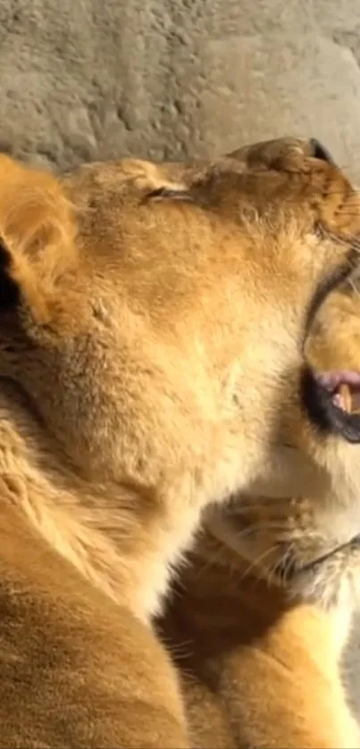 Two lions relax in warm sunlight against a rocky background, showcasing natural beauty.