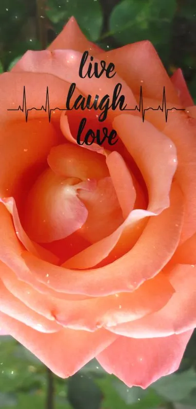 Peach rose with 'Live Laugh Love' text overlay.