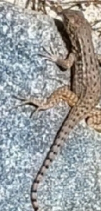 Lizard resting on a gray rocky surface in natural habitat.