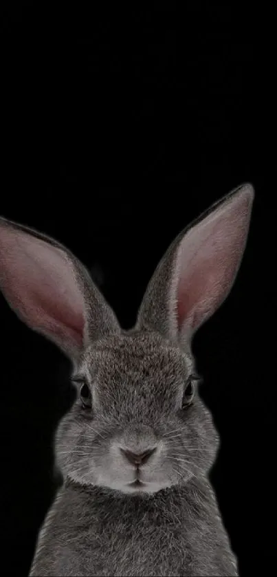 Realistic rabbit portrait against a black background.