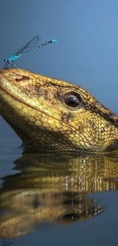 Lizard's head above water with dragonfly resting on top.