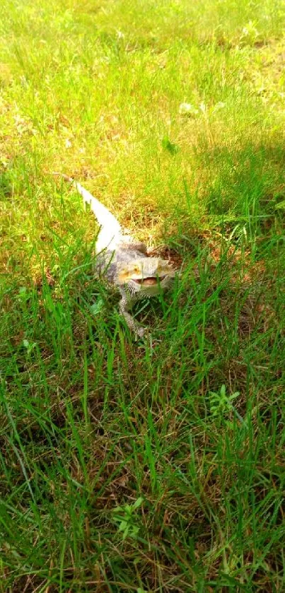 Lizard camouflaged amidst vibrant green grass.