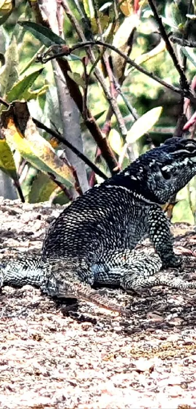 Lizard sitting on sunlit ground with surrounding greenery and branches.