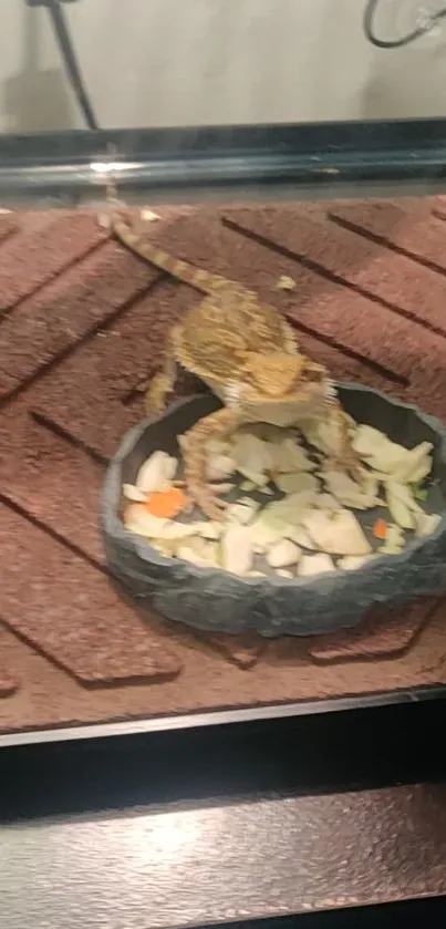 A lizard in a terrarium enjoying food in a bowl.